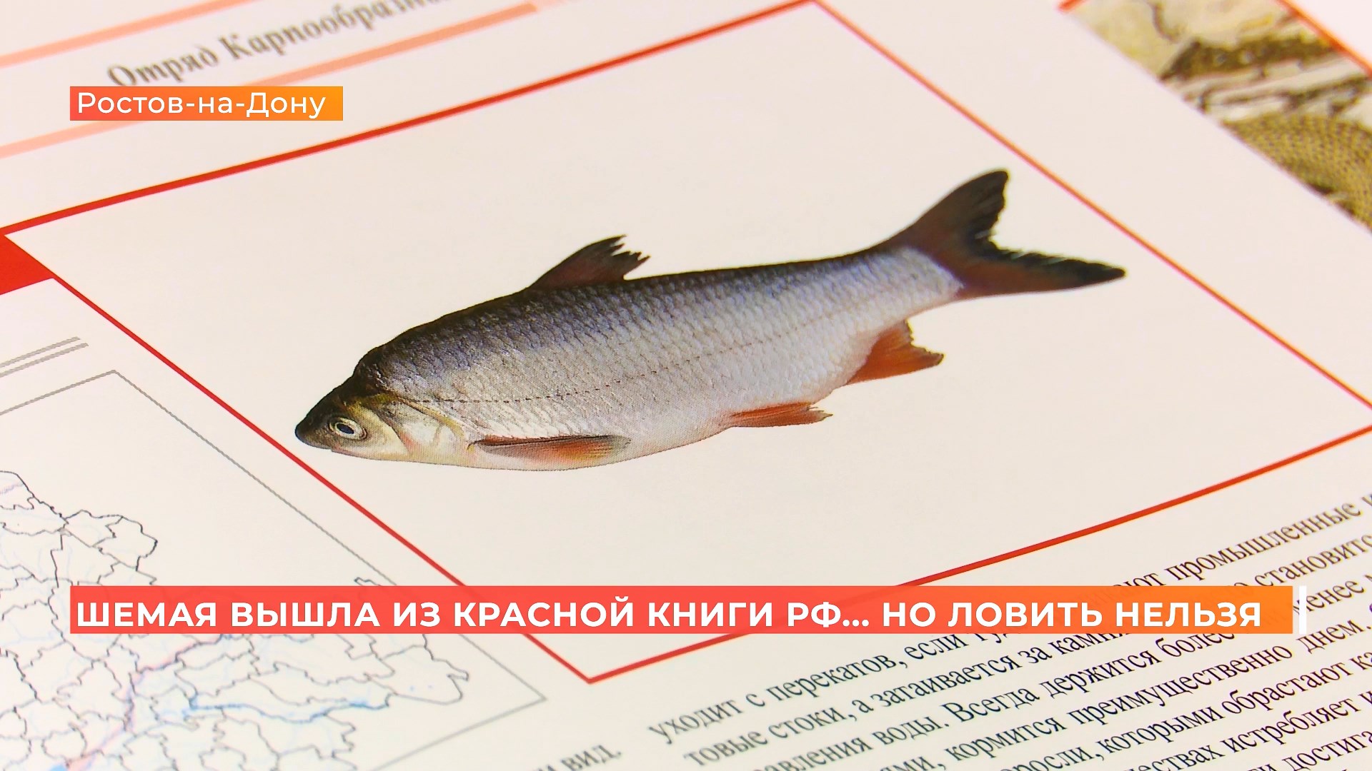 Из Красной книги убрали, но ловить всё еще нельзя: почему рыбакам запрещают добывать шемаю