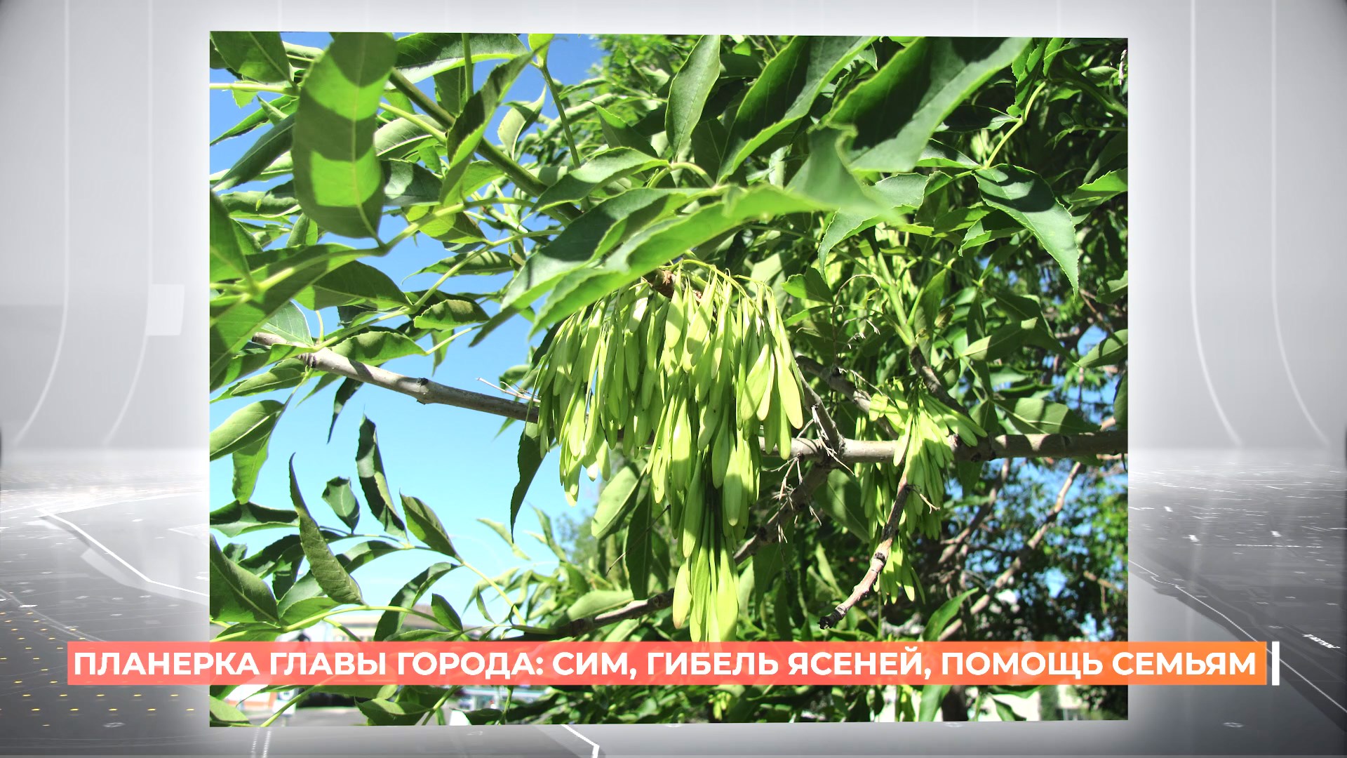 Планерка главы города: СИМ, гибель ясеней, помощь семьям