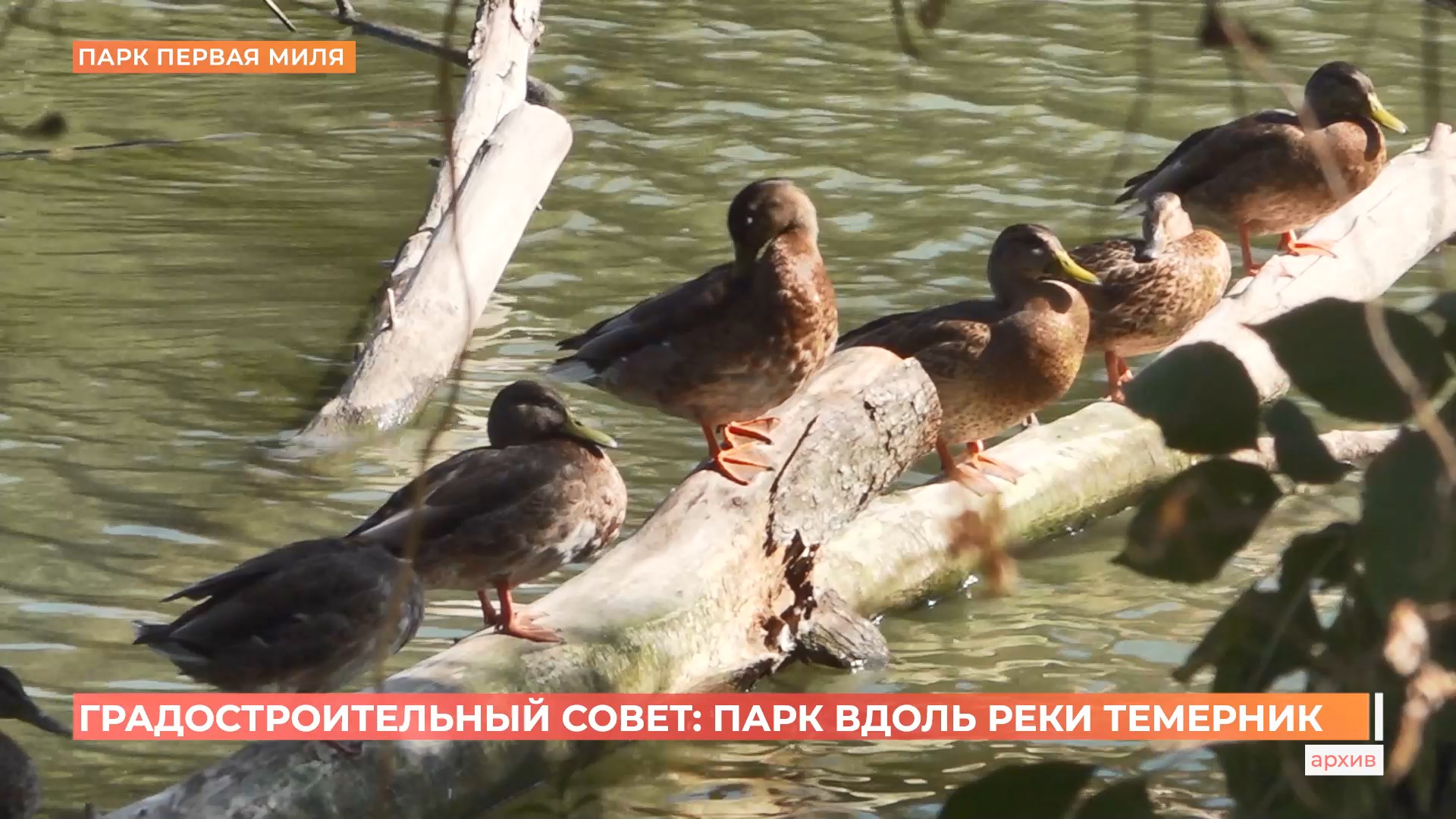 Непрерывный линейный экопарк вдоль реки Темерник может появиться в Ростове