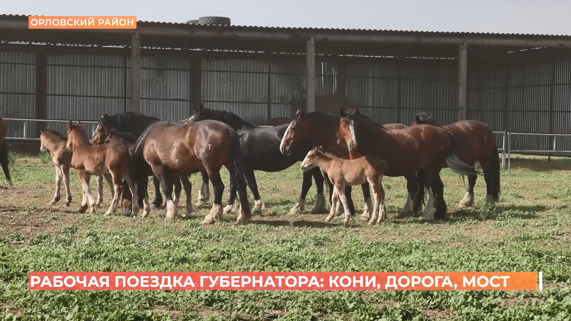 Губернатор побывал на крупнейшей в России ферме по разведению лошадей-тяжеловозов