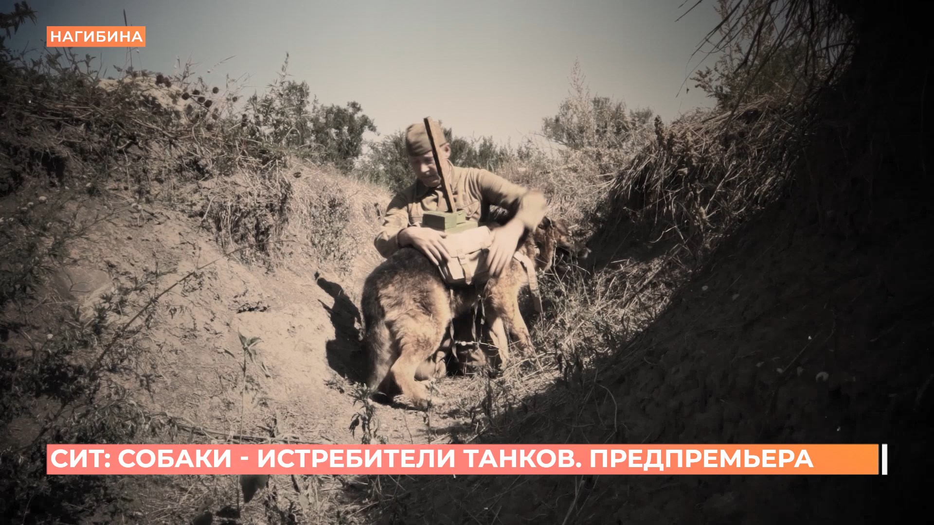 «СИТ — собаки истребители танков»:  предпоказ документального фильма Первого Ростовского в кинотеатре