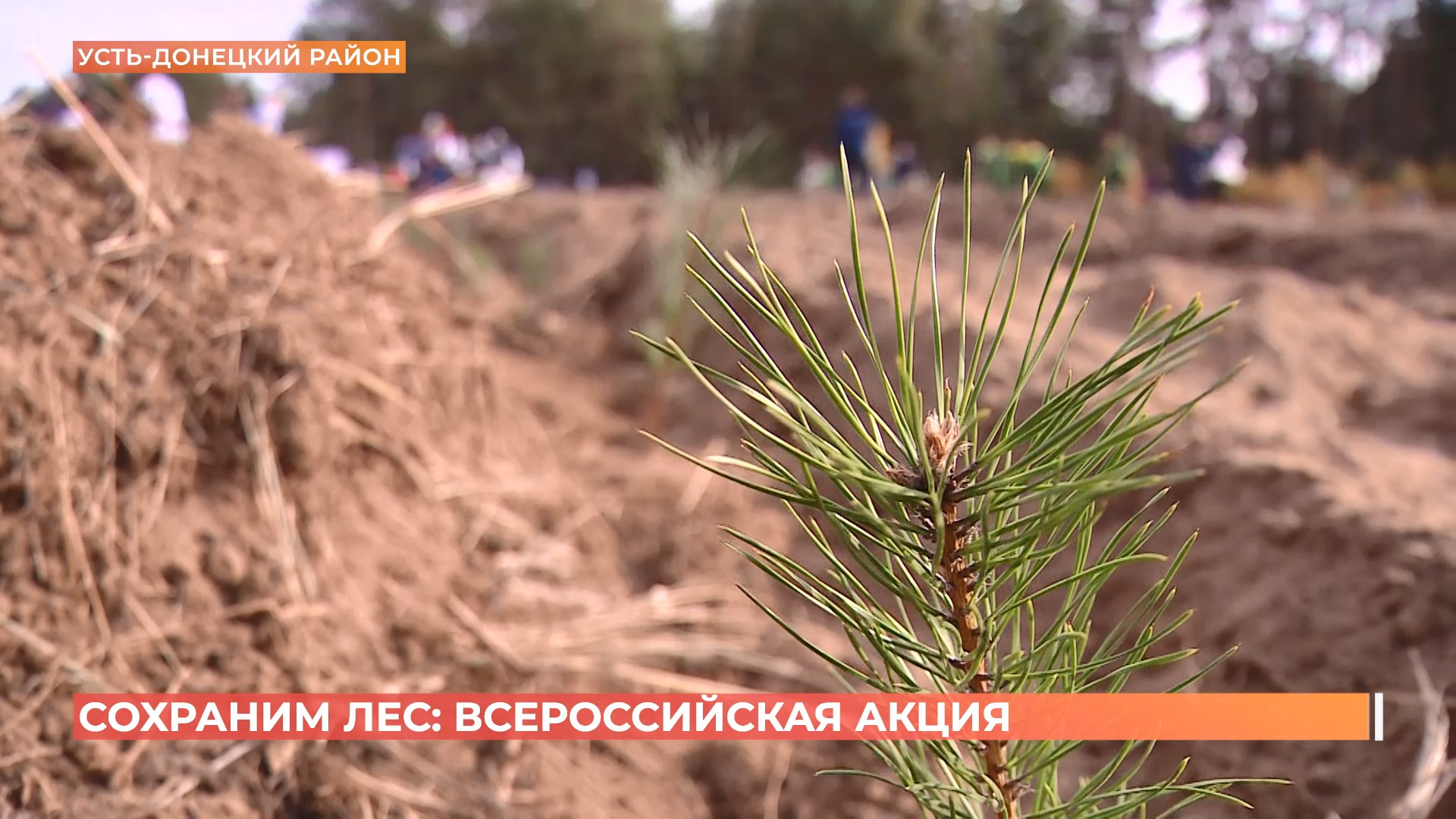 Ростовская область подключилась к ежегодной всероссийской акции «Сохраним лес»