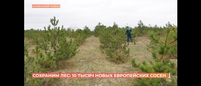 Сохраним лес: 10 тысяч новых сосен высадили в Ростовской области