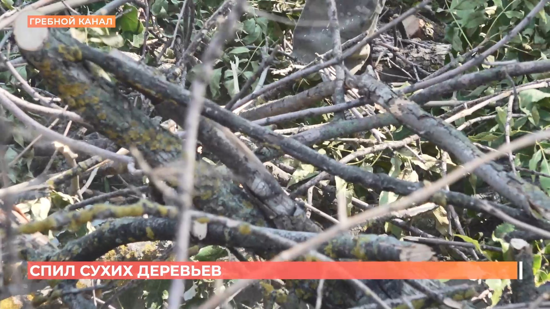 Деревья на Гребном канале спиливают только сухие