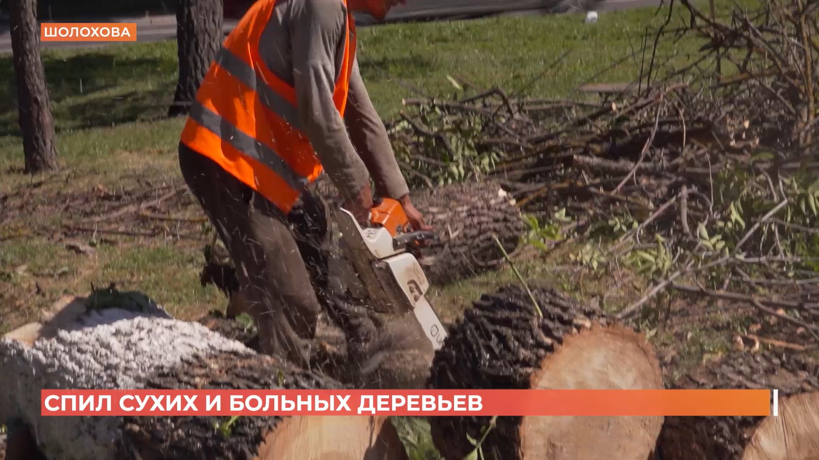 Сухие и больные деревья спиливают на проспекте Шолохова