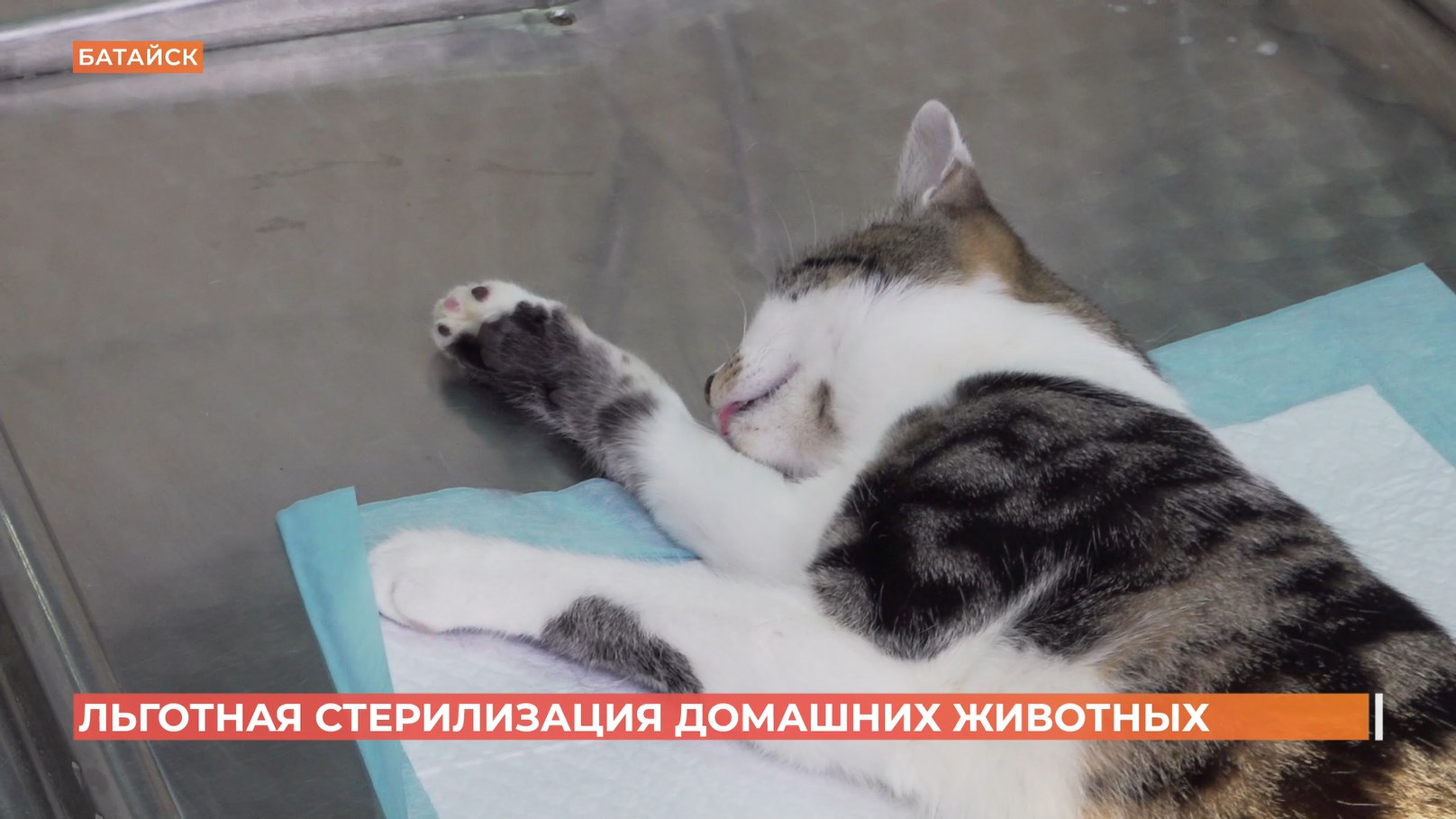 День льготной стерилизации домашних животных прошел в Ростове