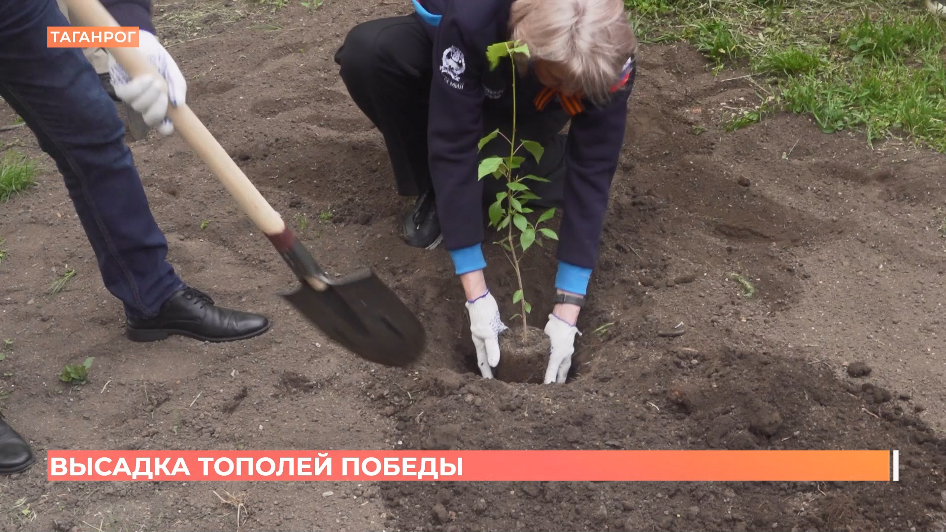 Два тополя Победы высажены к 80-летию Победы в Ростовской областие