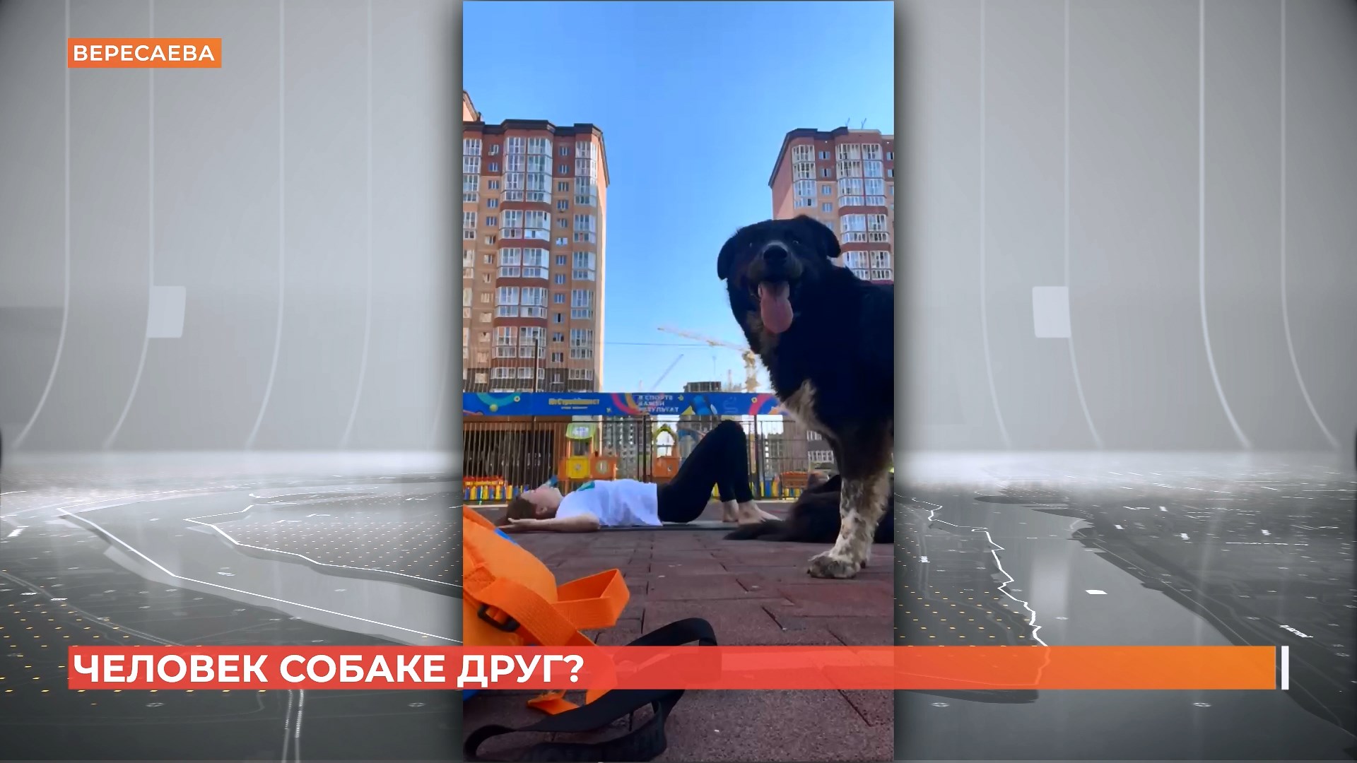 Неизвестные отравили бездомную собаку в Вересаево