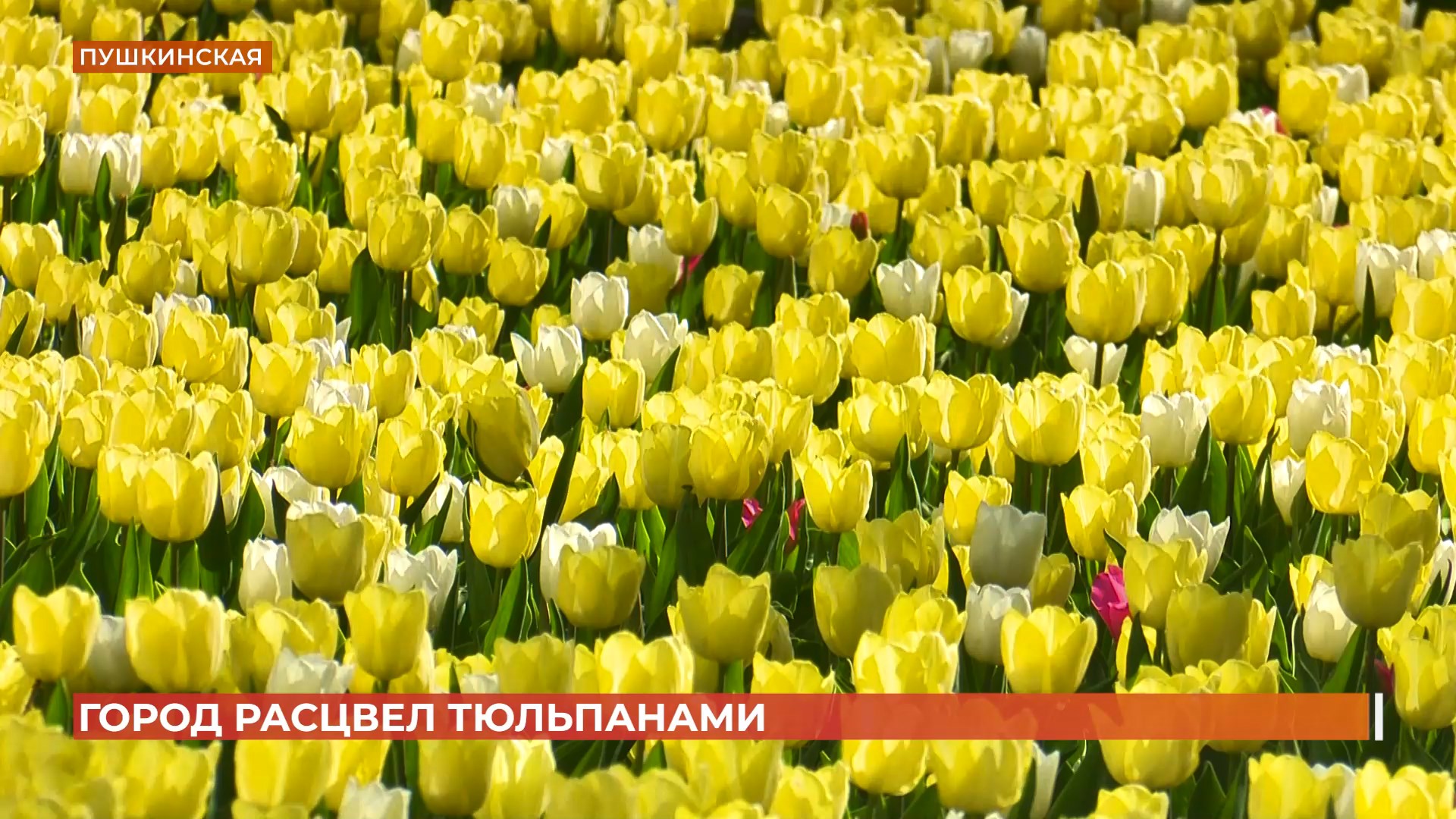Ростов расцвел тюльпанами