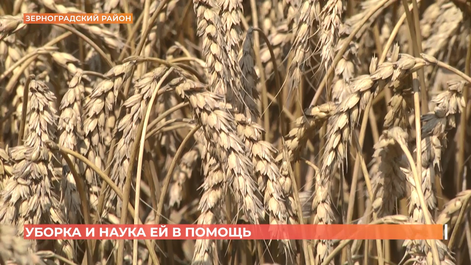 6 миллионов 700 тысяч тонн зерновых уже собрано в Ростовской области