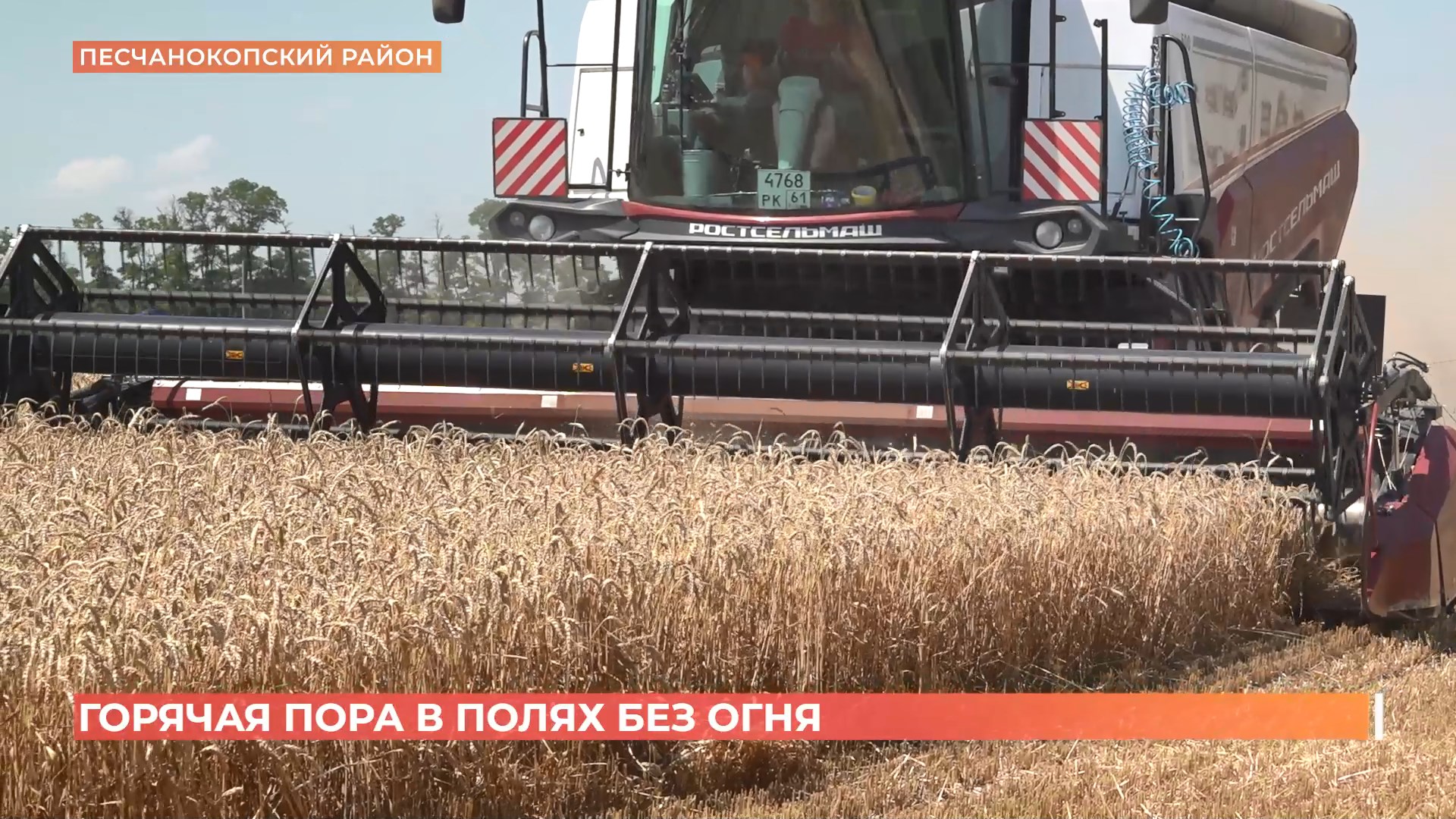 На Дону началась уборка урожая пшеницы
