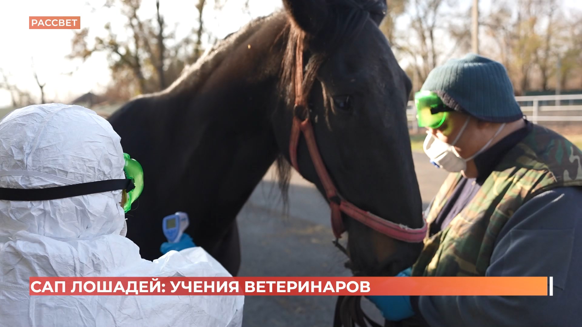 Ветеринарные учения по ликвидации очага сапа прошли в конно-спортивном клубе в поселке Рассвет