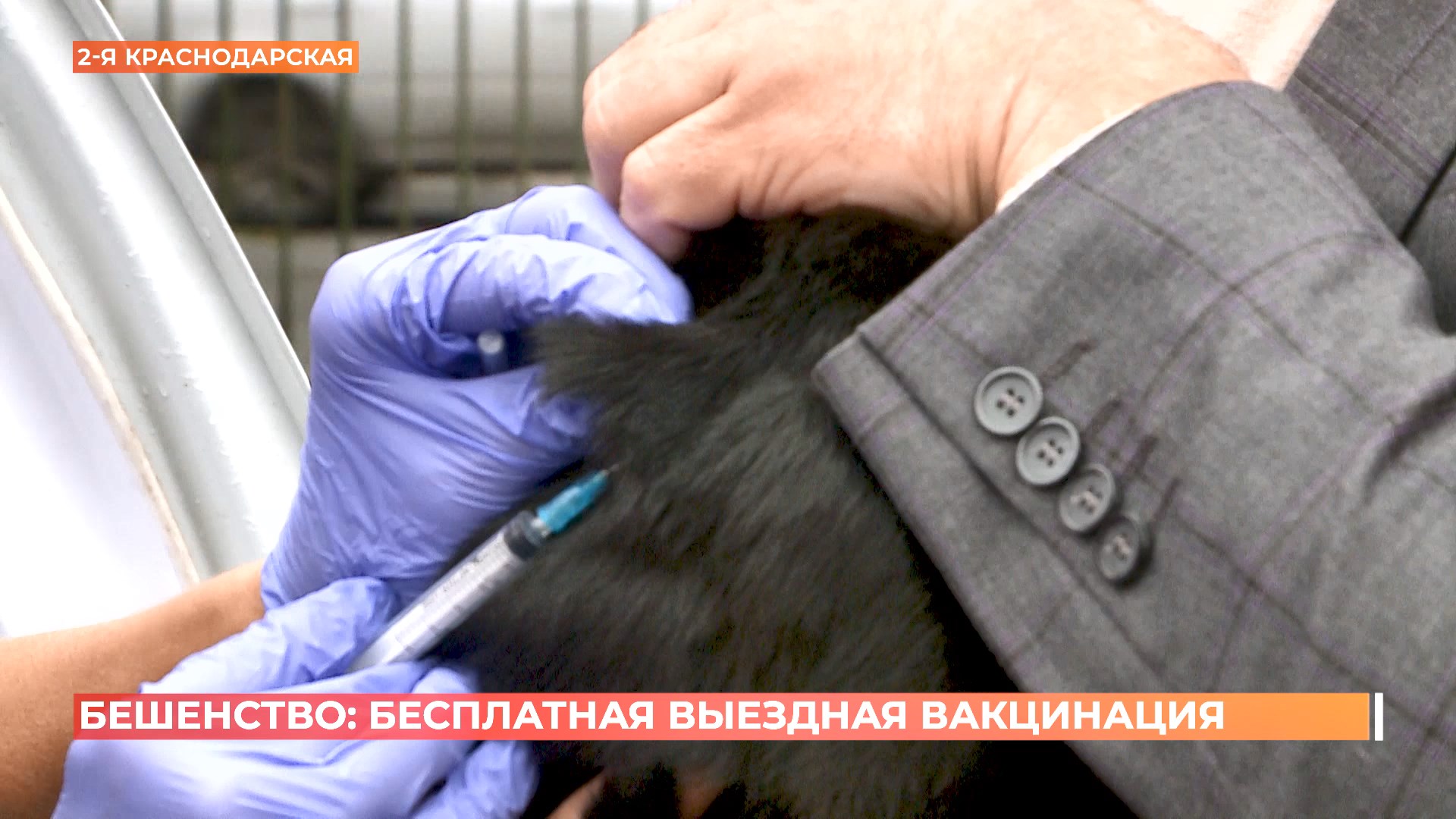 Бешенство: бесплатная выездная вакцинация