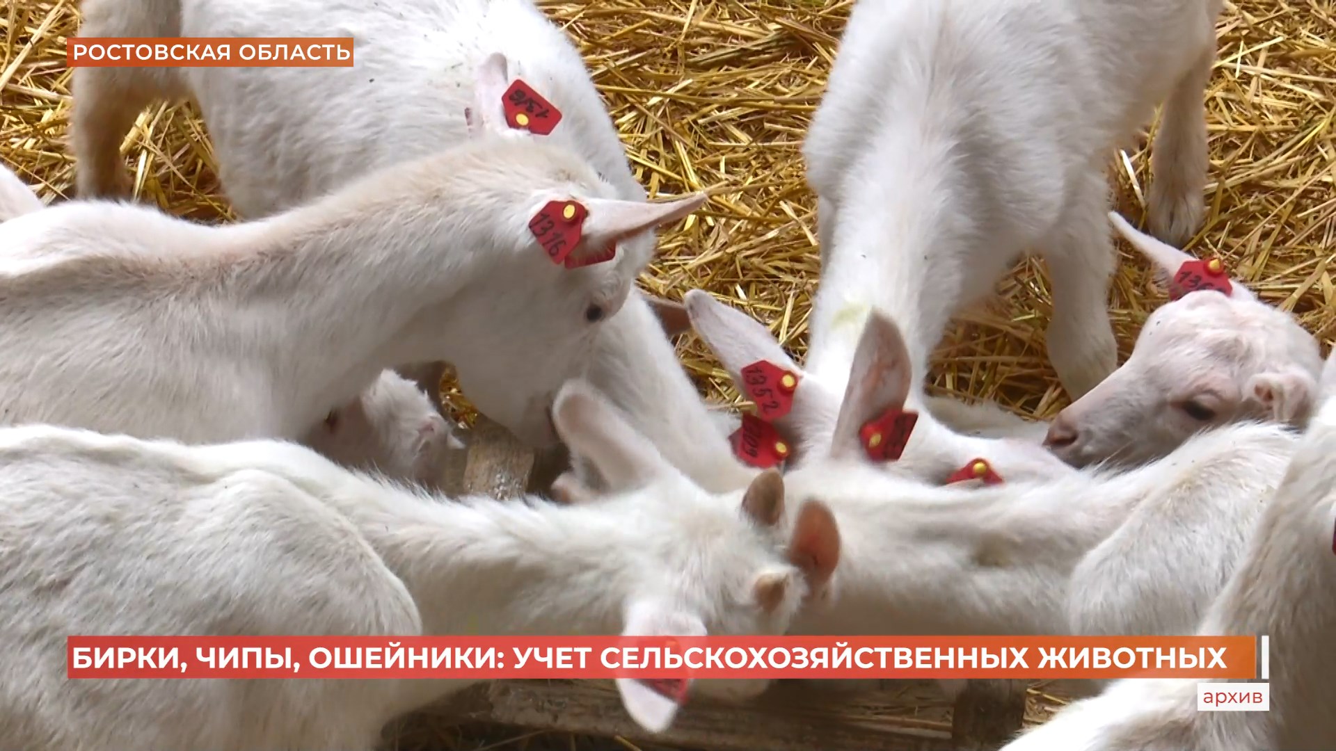 Бирки, чипы, ошейники: донские ветеринары ведут учет сельскохозяйственных животных