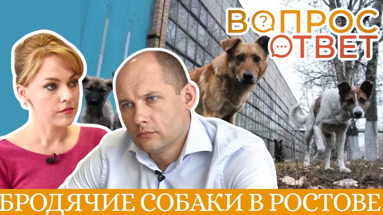Вопрос-ответ: как в Ростове решают проблему бродячих собак