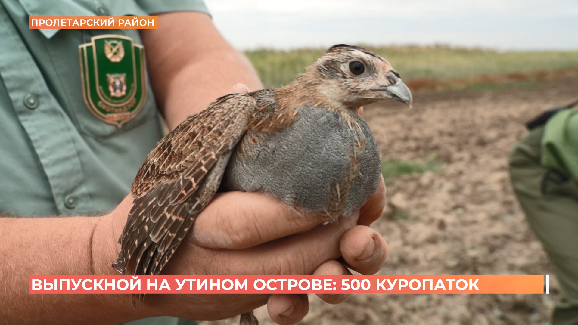 500 куропаток выпустили в естественную среду на Утином острове