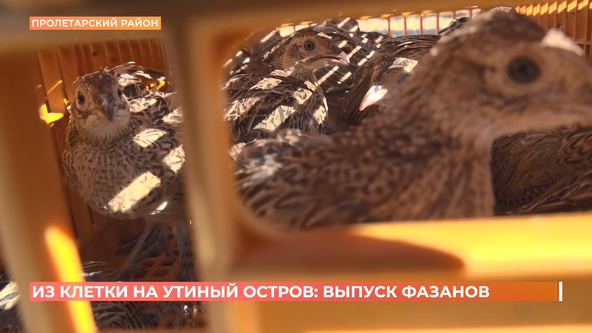 500 особей фазанов выпустили в естественную среду в Пролетарском районе