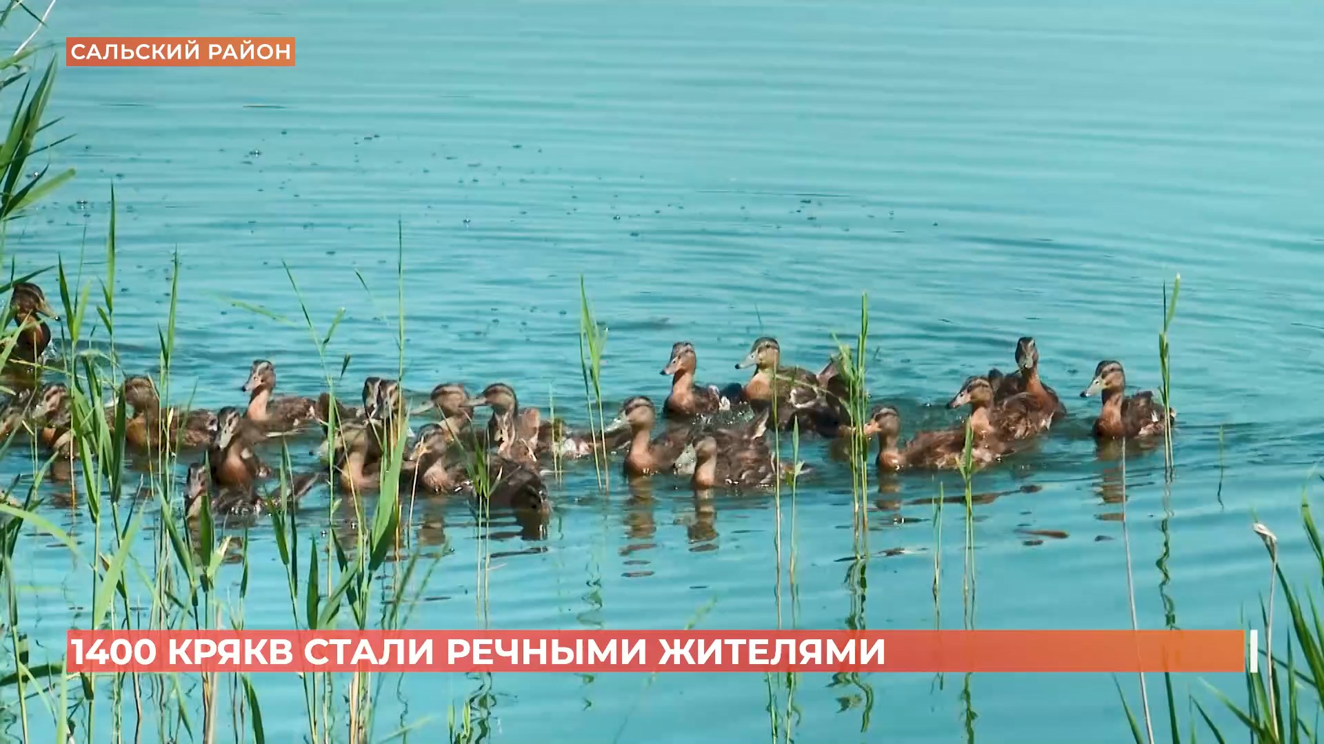 1400 крякв выпустили в естественную среду в Сальском районе