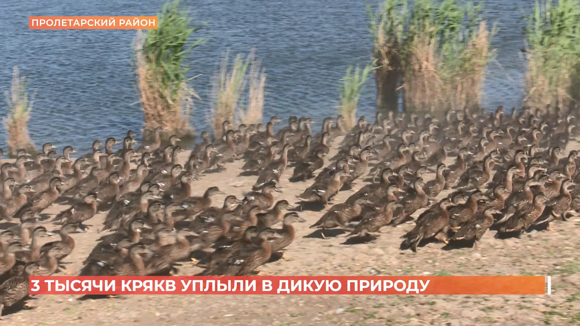 Три тысяч крякв выпустили в дикую природу в Пролетарском районе