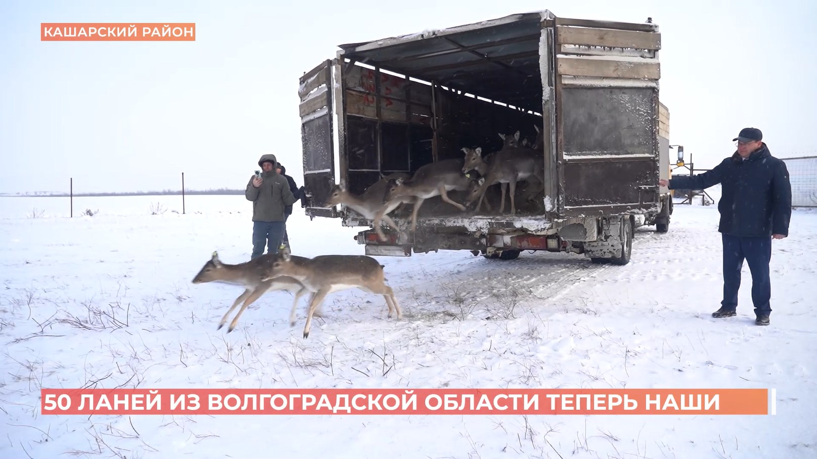 В охотхозяйство Кашарского района приехали полсотни ланей