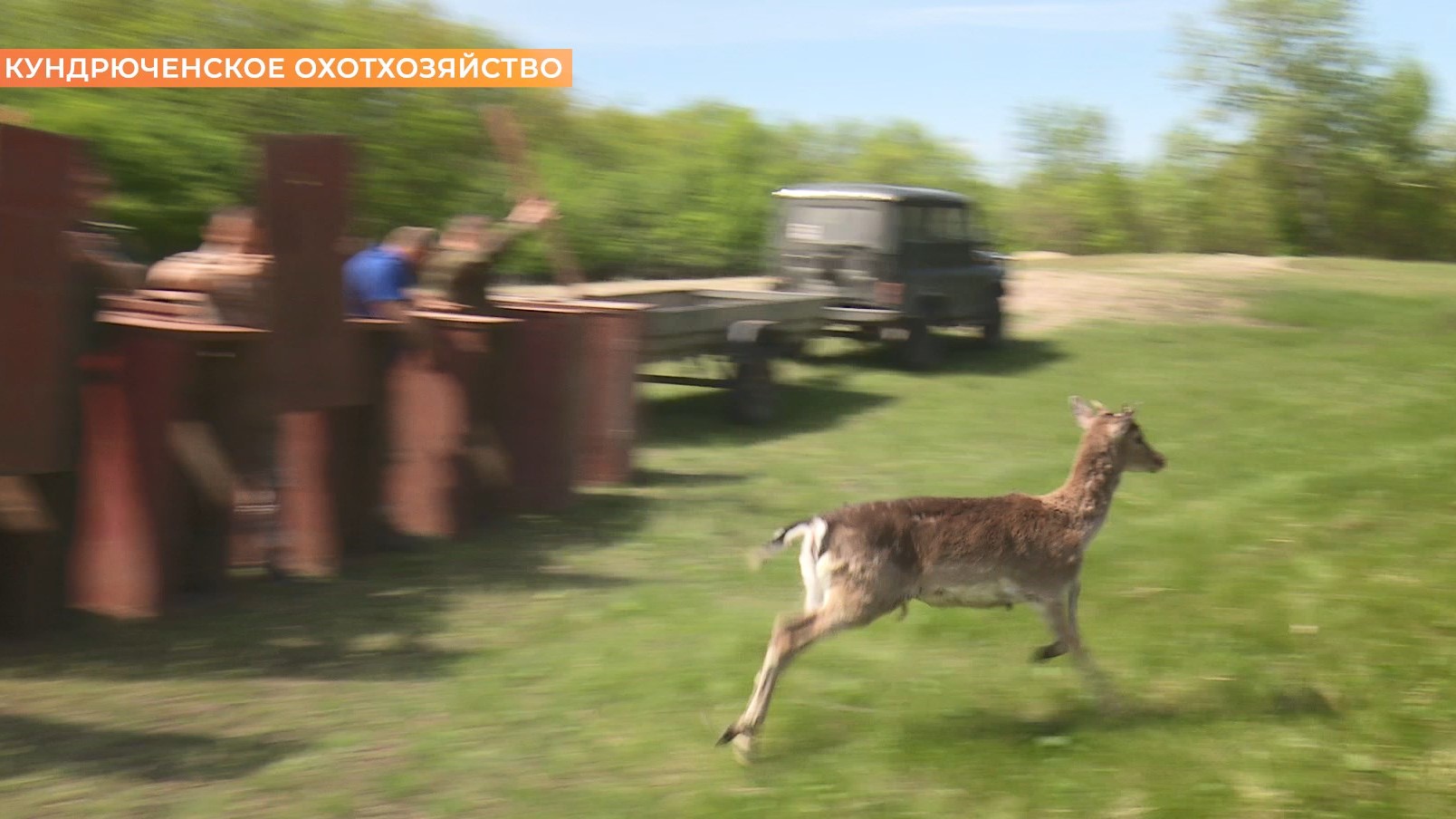 Первые европейские лани выпущены в дикую природу Дона