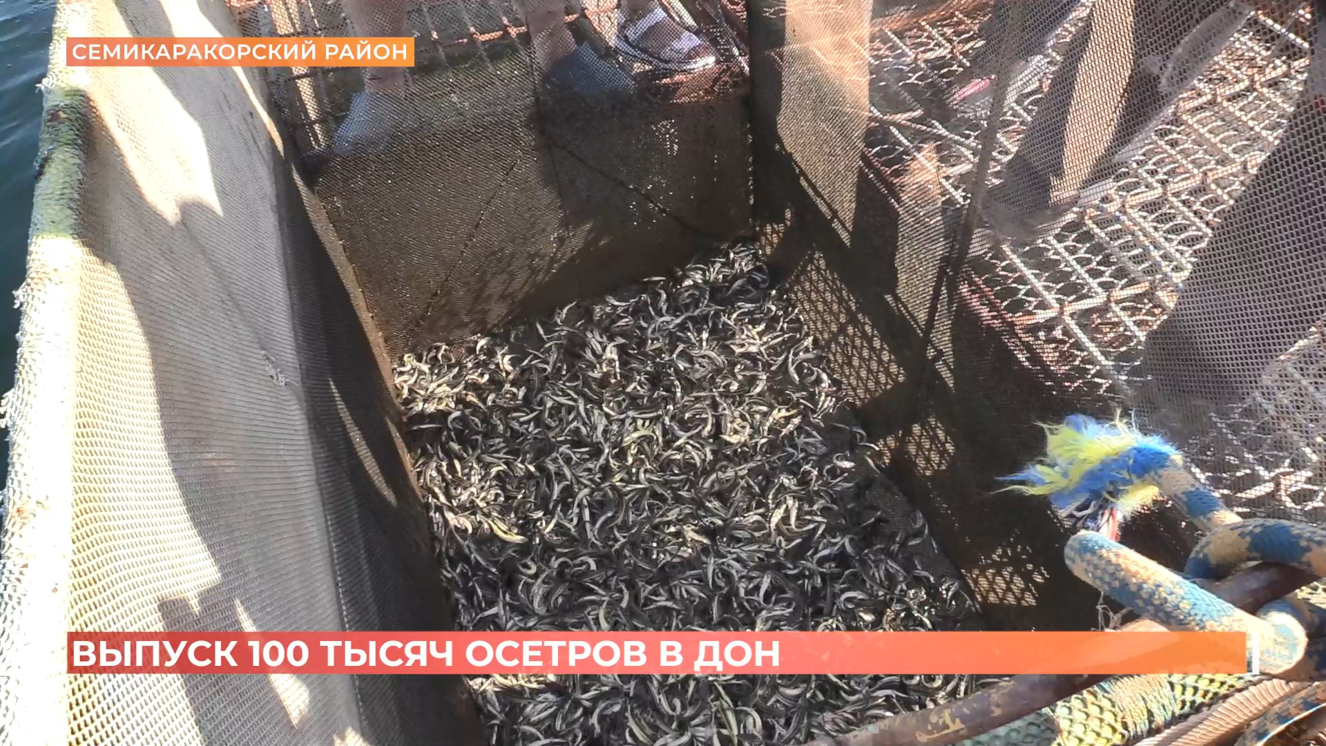 100 тысяч искусственно выведенных осетров выпустили в Дон