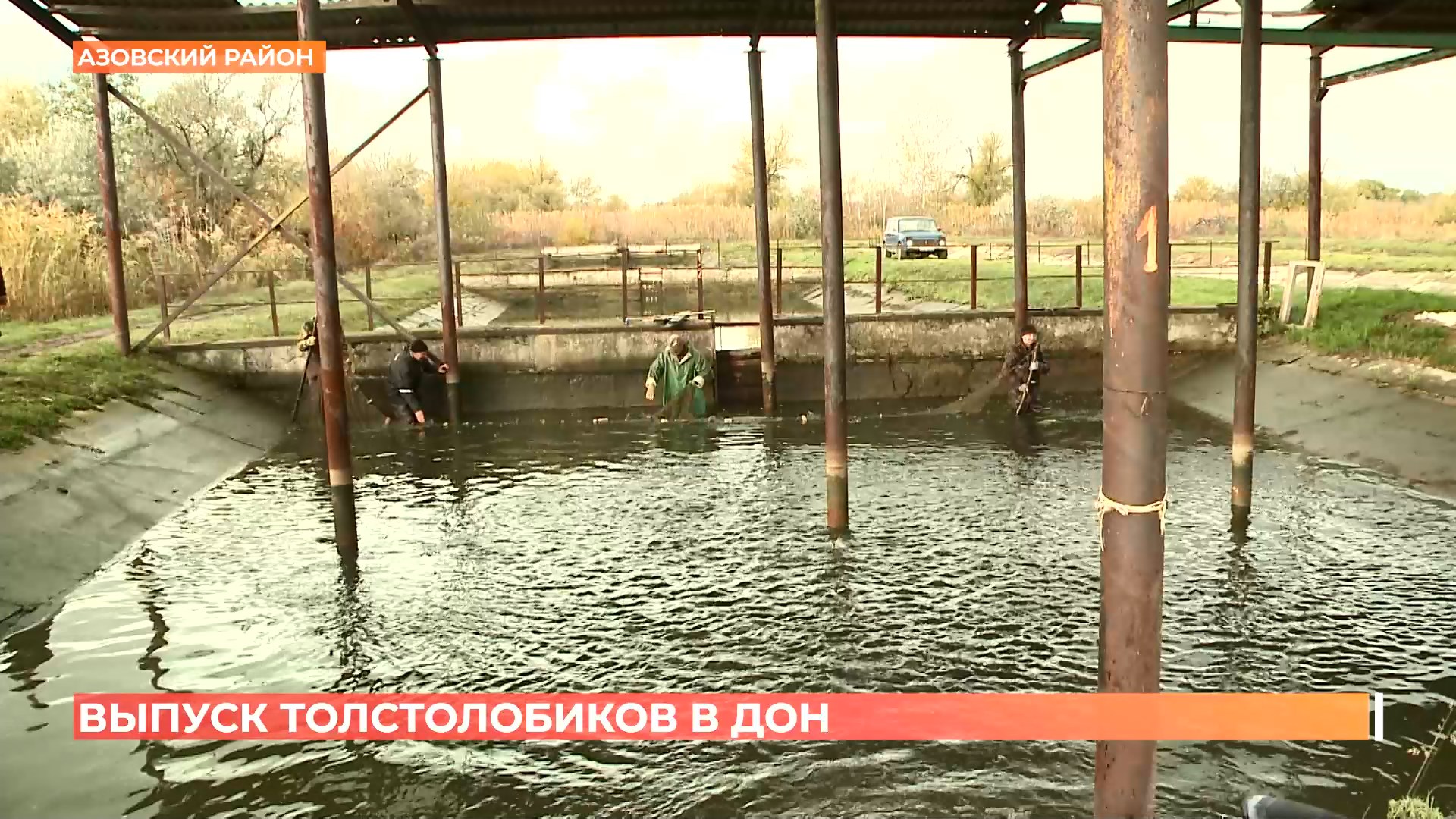 В Дон выпустили партию толстолобиков