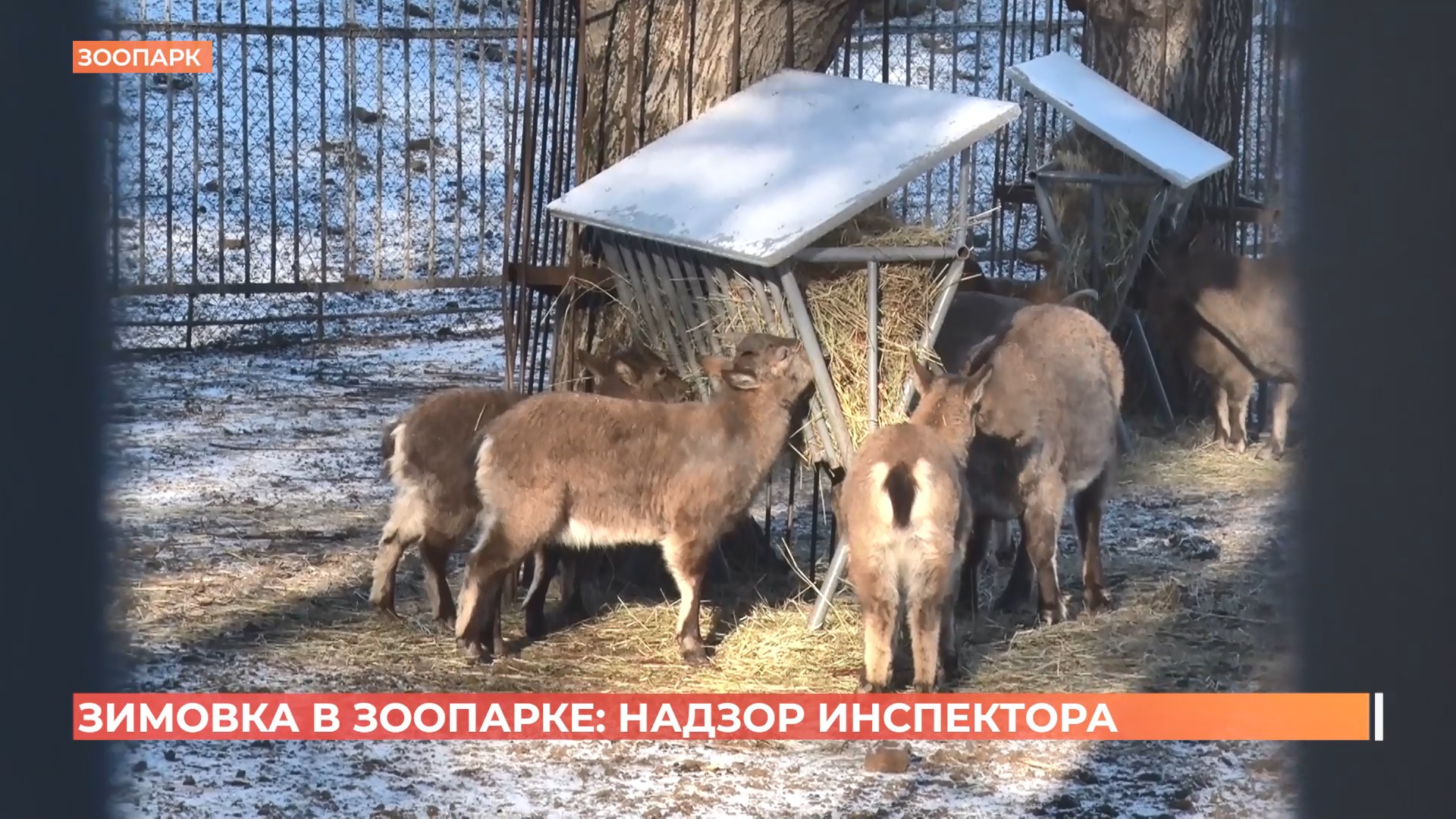 Россельхознадзор проверил, как проходит зимовка зверей в ростовском зоопарке